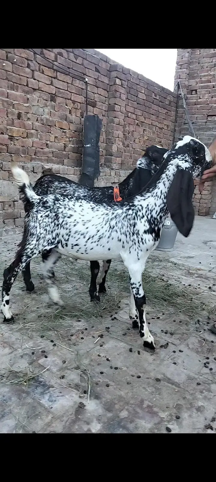 makkhi chini Mel aur female — photo 2
