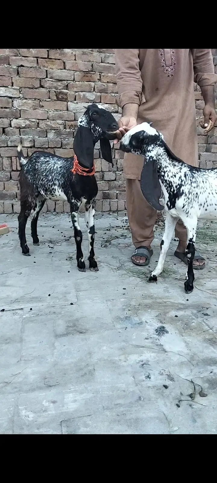 makkhi chini Mel aur female — photo 3