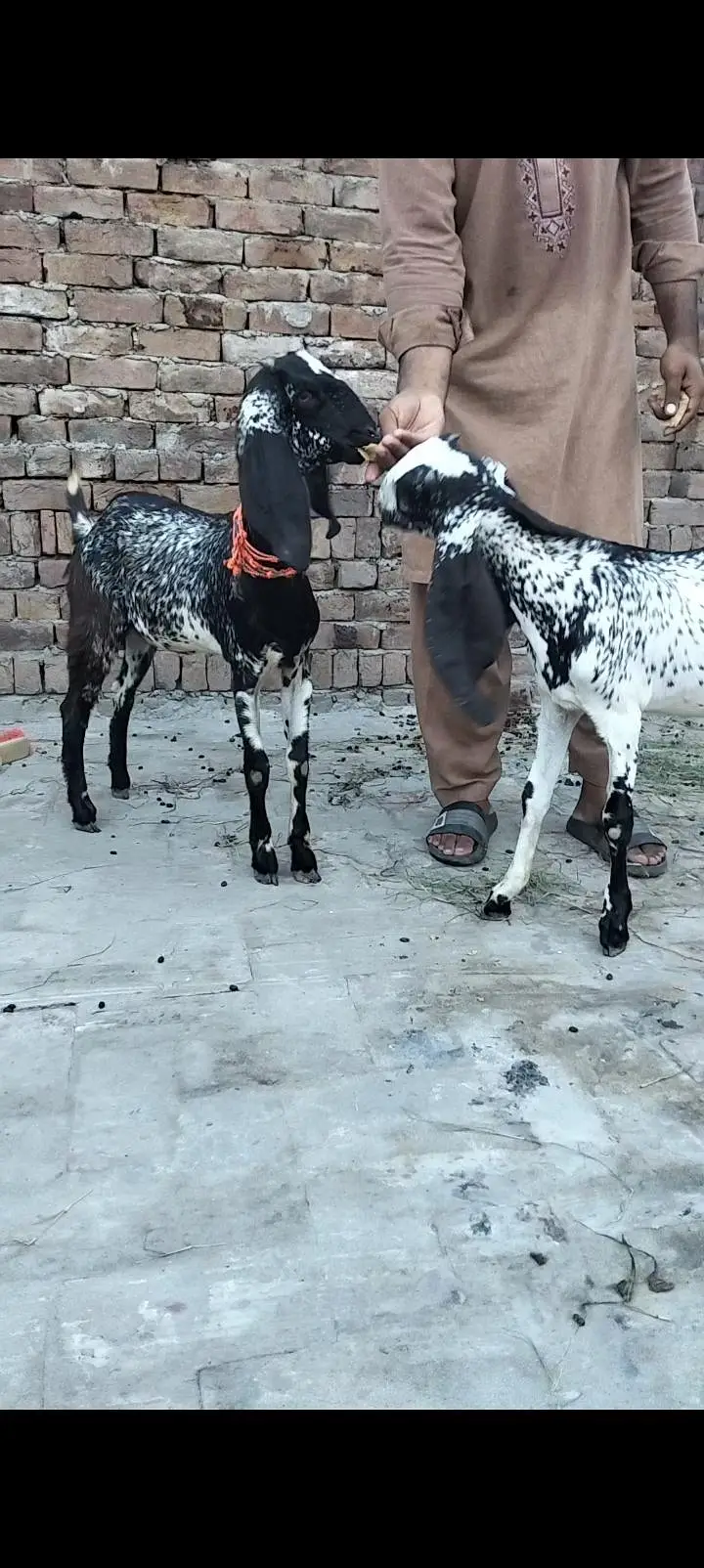 makkhi chini Mel aur female — photo 4
