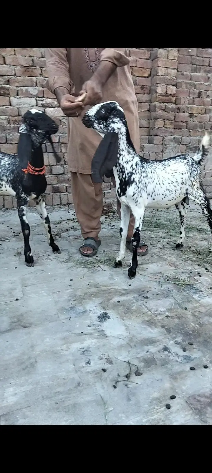 makkhi chini Mel aur female — photo 5