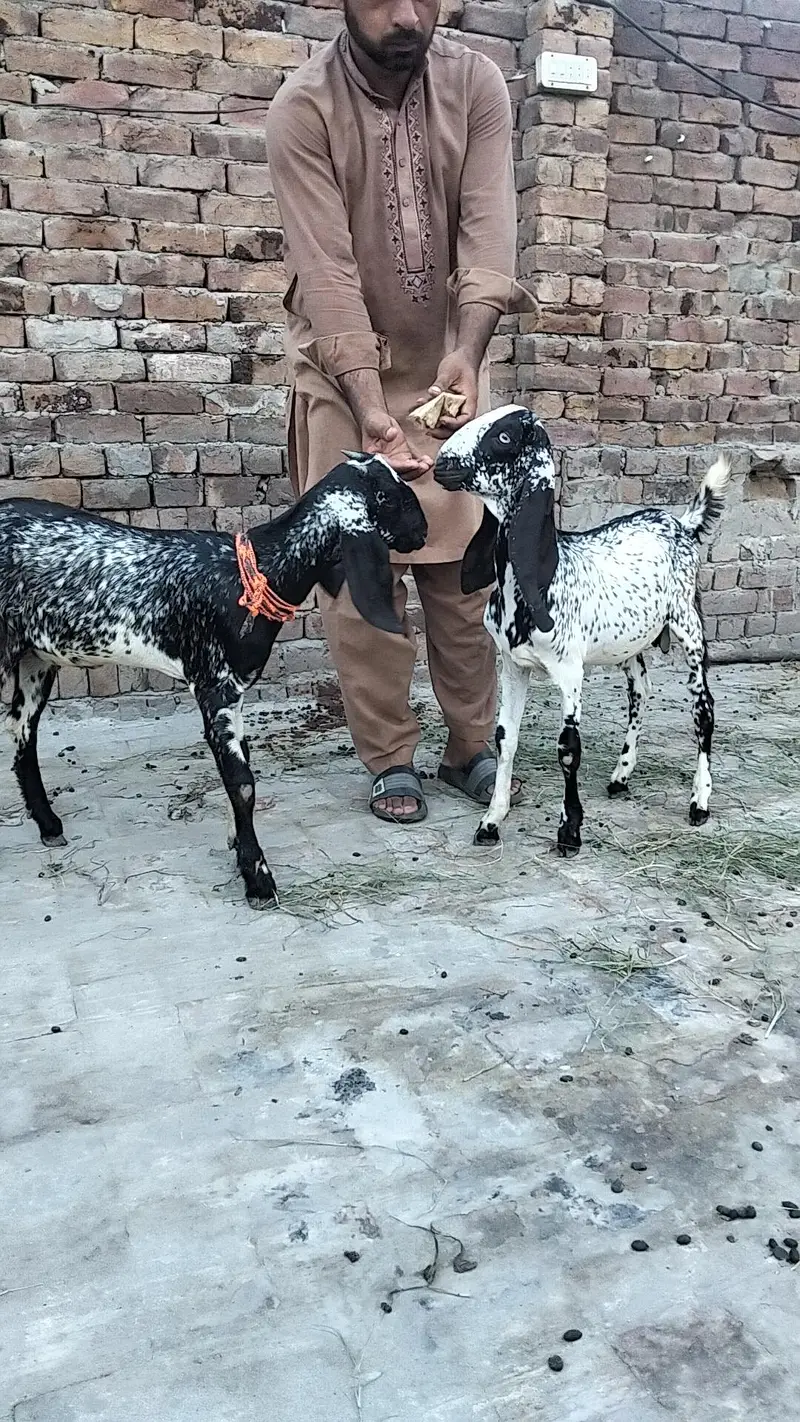 makkhi chini Mel aur female — photo 6