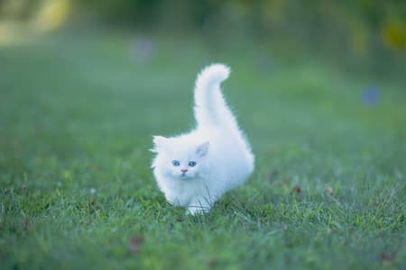 kitten white colour blue eyes