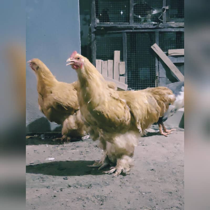 Golden Buff 0