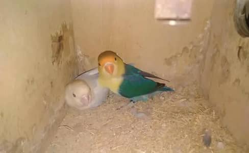 love birds