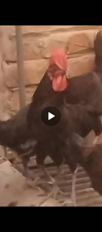 ghar ke pale huwe 4 murge for sale urgent sale