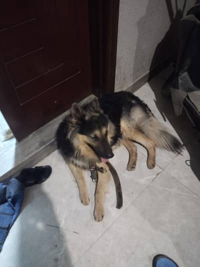 GSD Alsatian