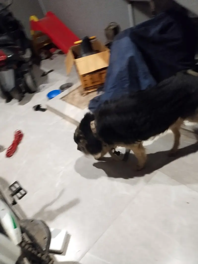GSD Alsatian — photo 2