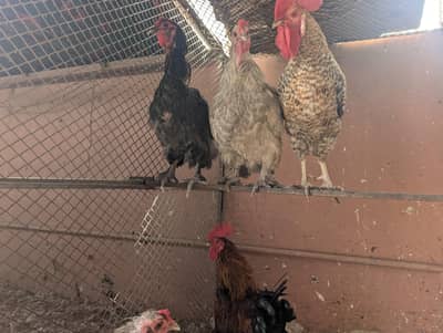 hens for sale