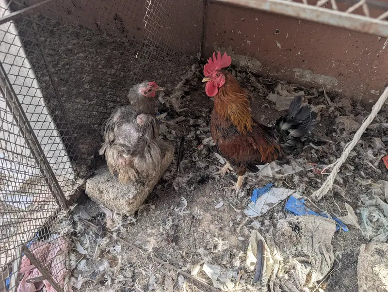 hens for sale — photo 2