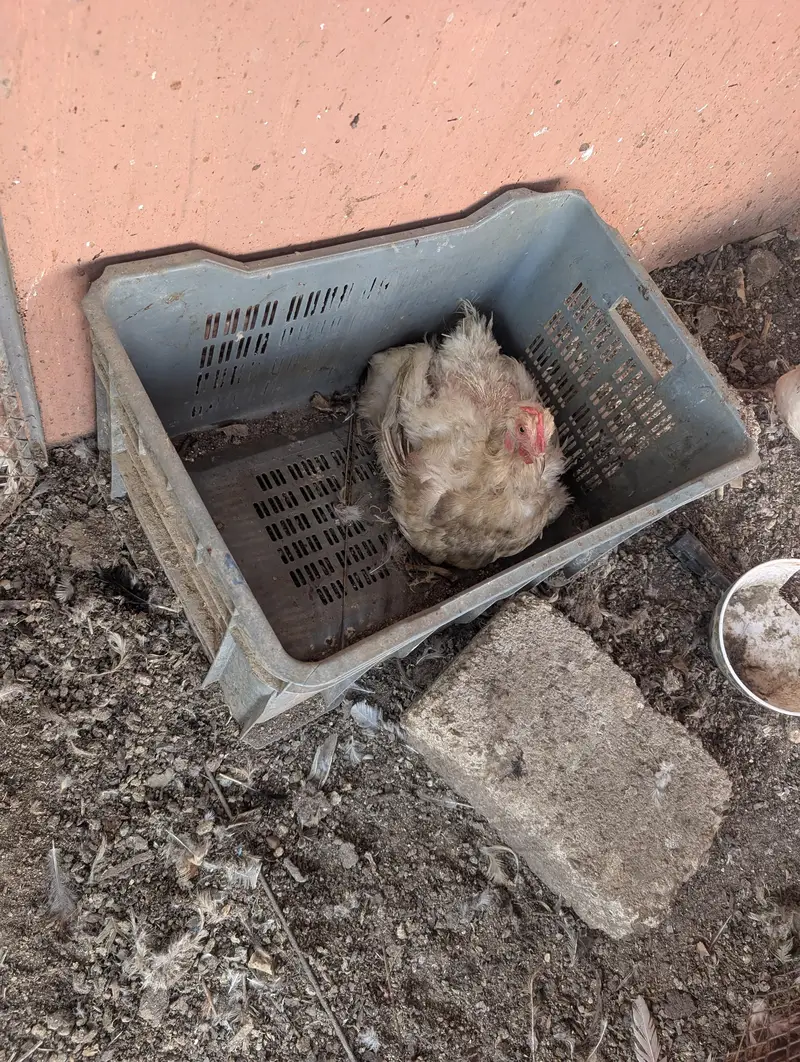 hens for sale — photo 3