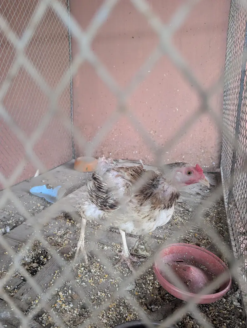 hens for sale — photo 4