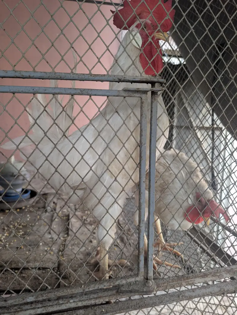 hens for sale — photo 5