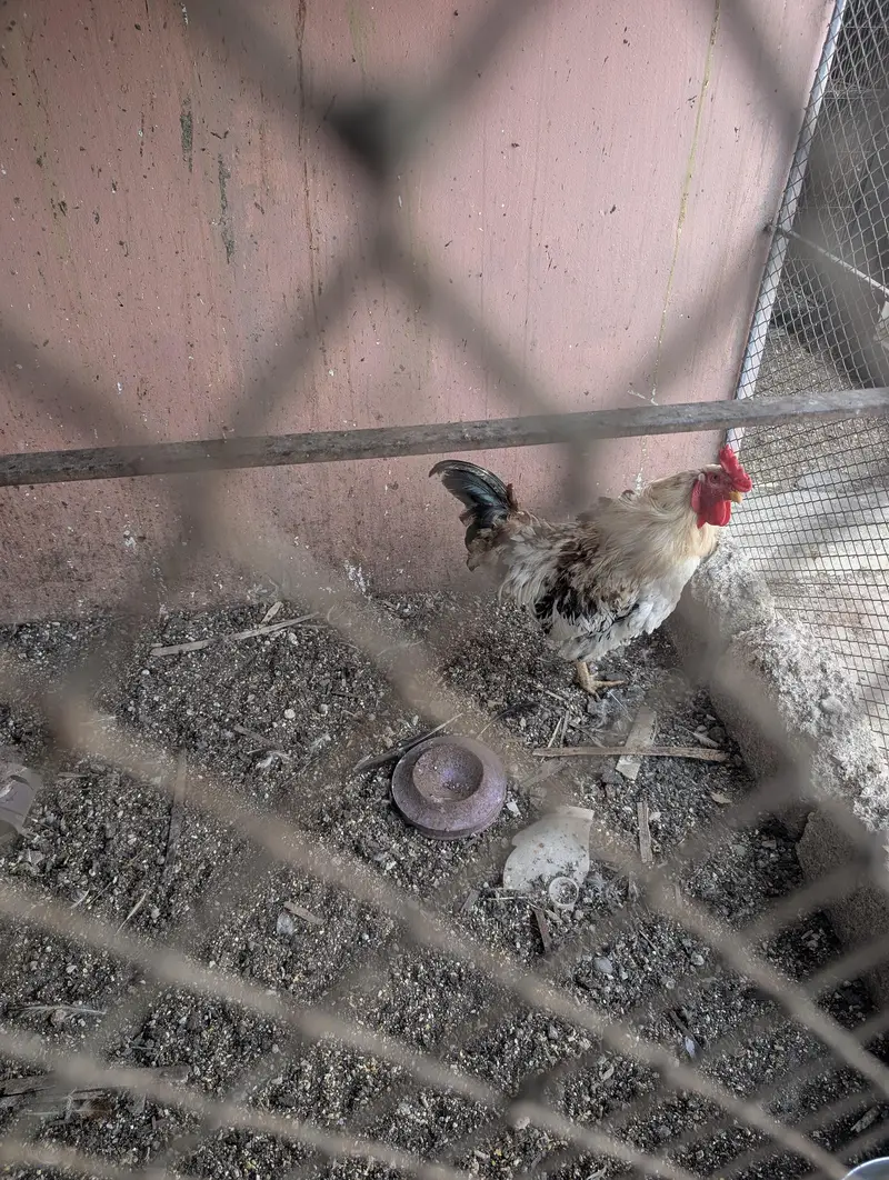 hens for sale — photo 6
