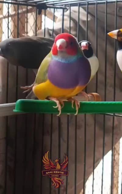 Gouldian And Fawn Java