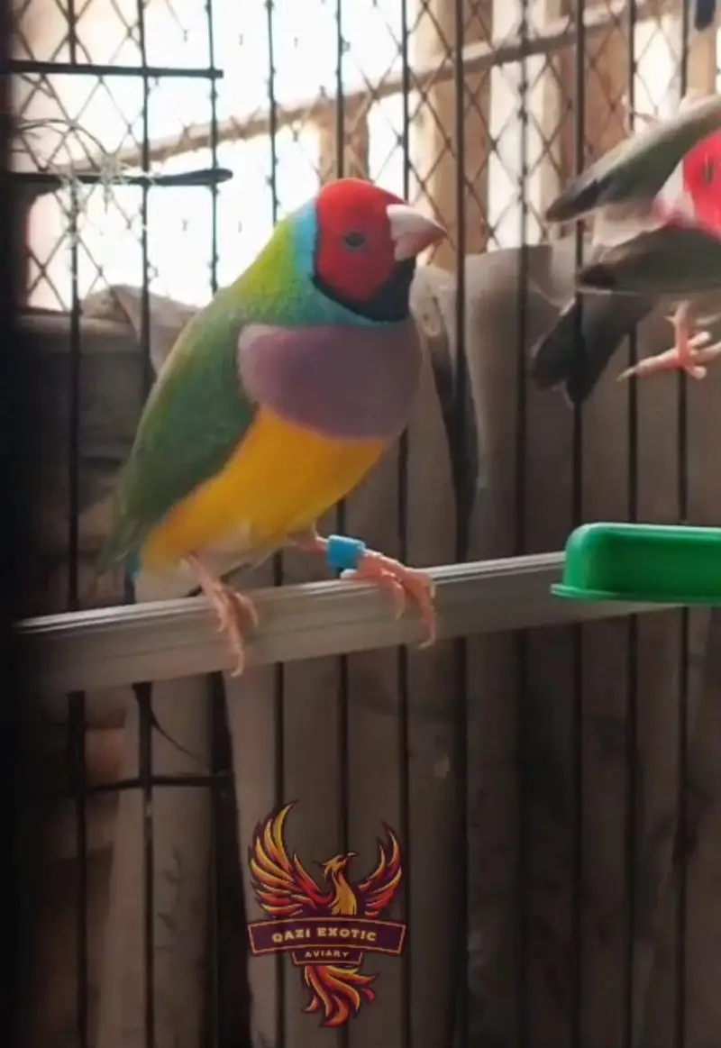 Gouldian And Fawn Java — photo 2