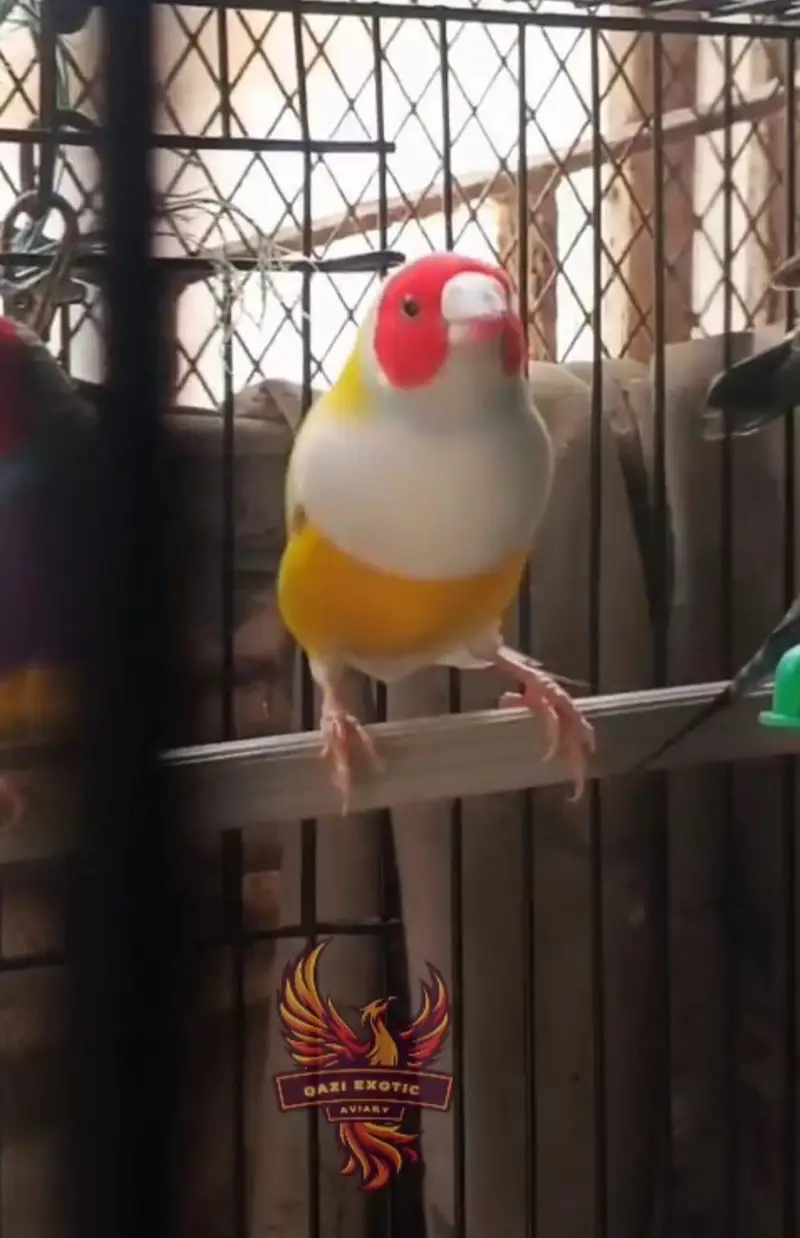 Gouldian And Fawn Java — photo 3