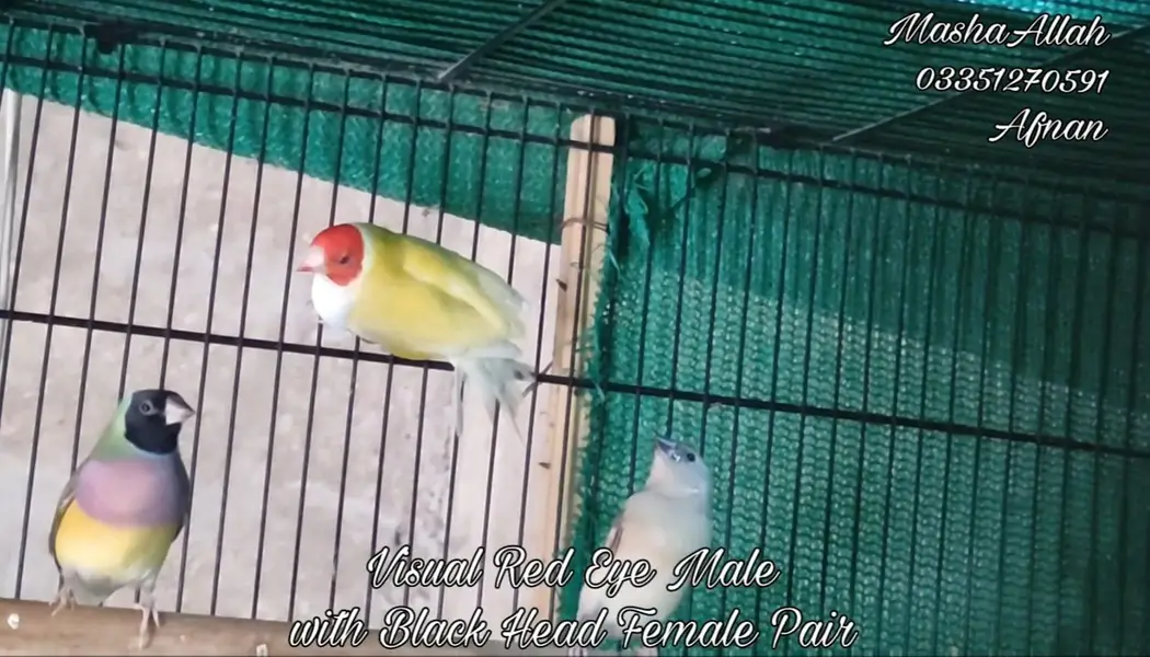 Gouldian And Fawn Java — photo 4