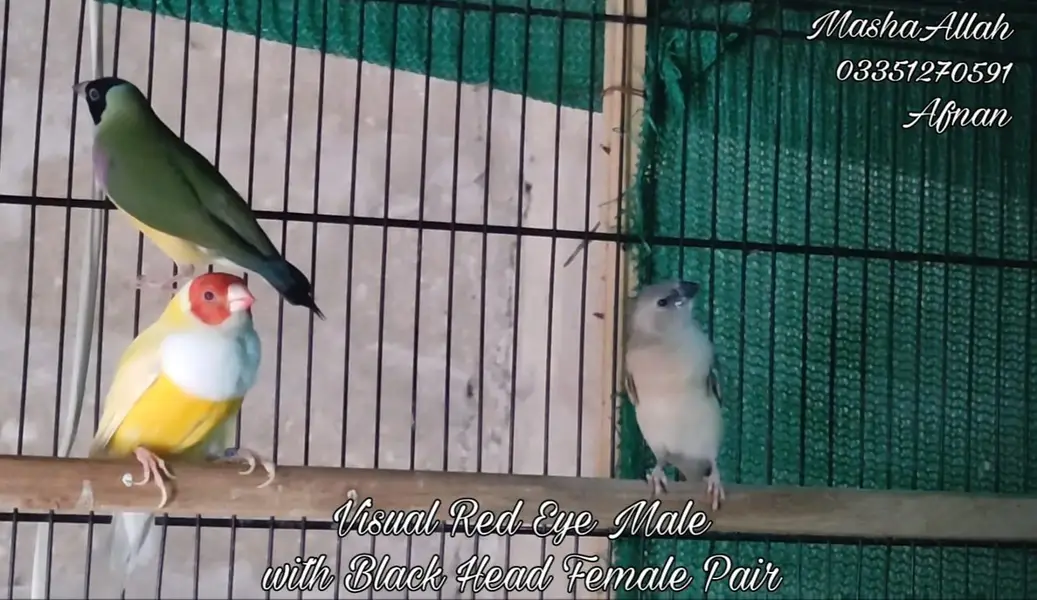 Gouldian And Fawn Java — photo 5