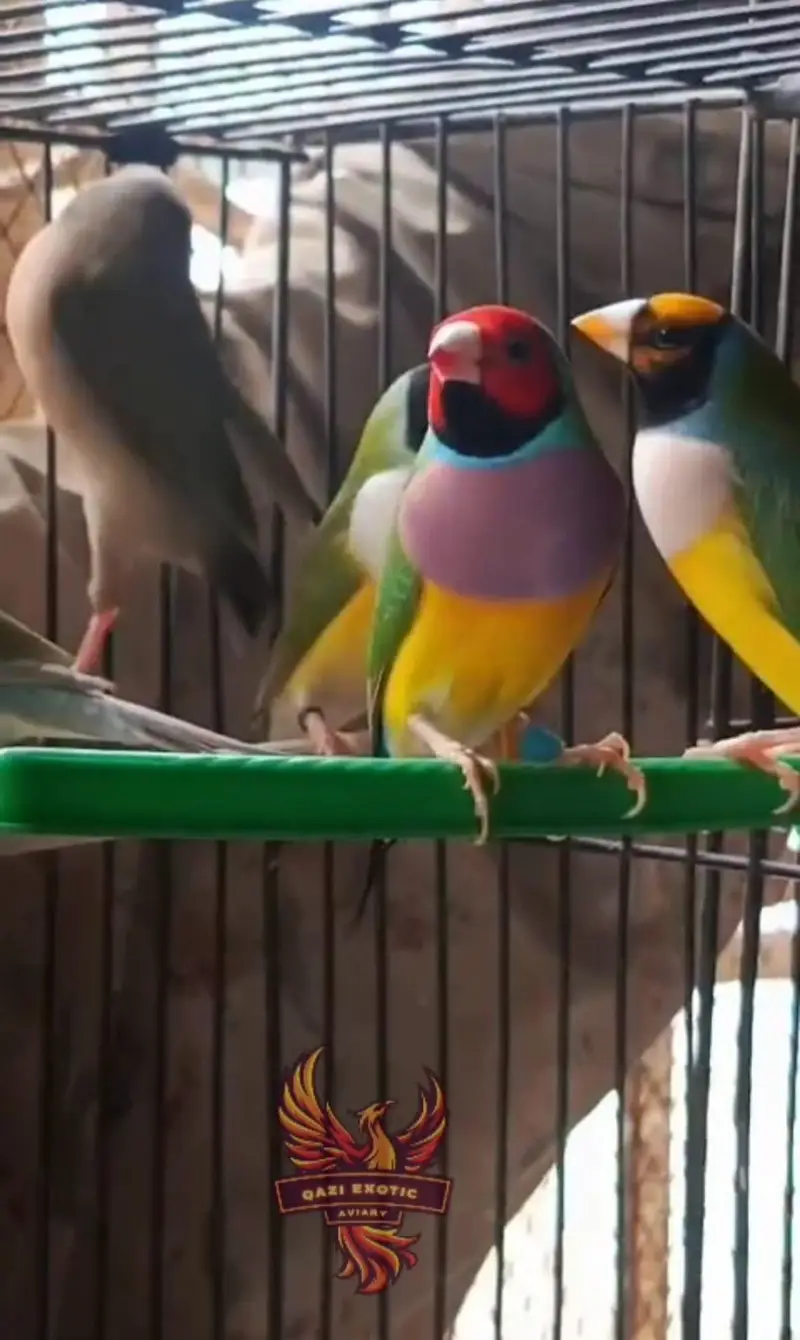 Gouldian And Fawn Java — photo 6