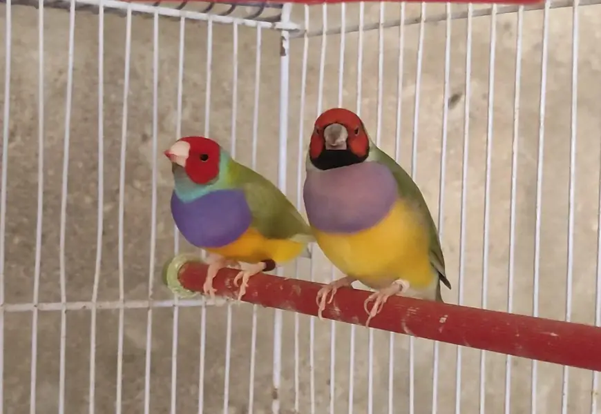 Gouldian And Fawn Java — photo 8