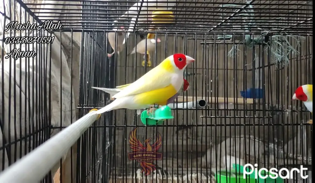 Gouldian And Fawn Java — photo 9