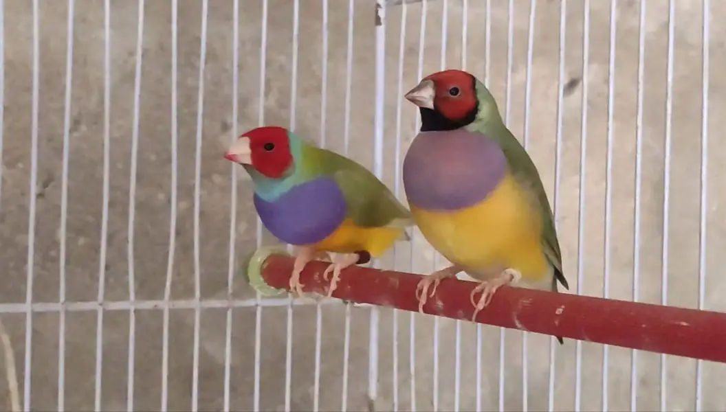 Gouldian And Fawn Java — photo 10