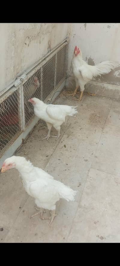 Heera Aseel Trior for sale 15k. active and healthy.