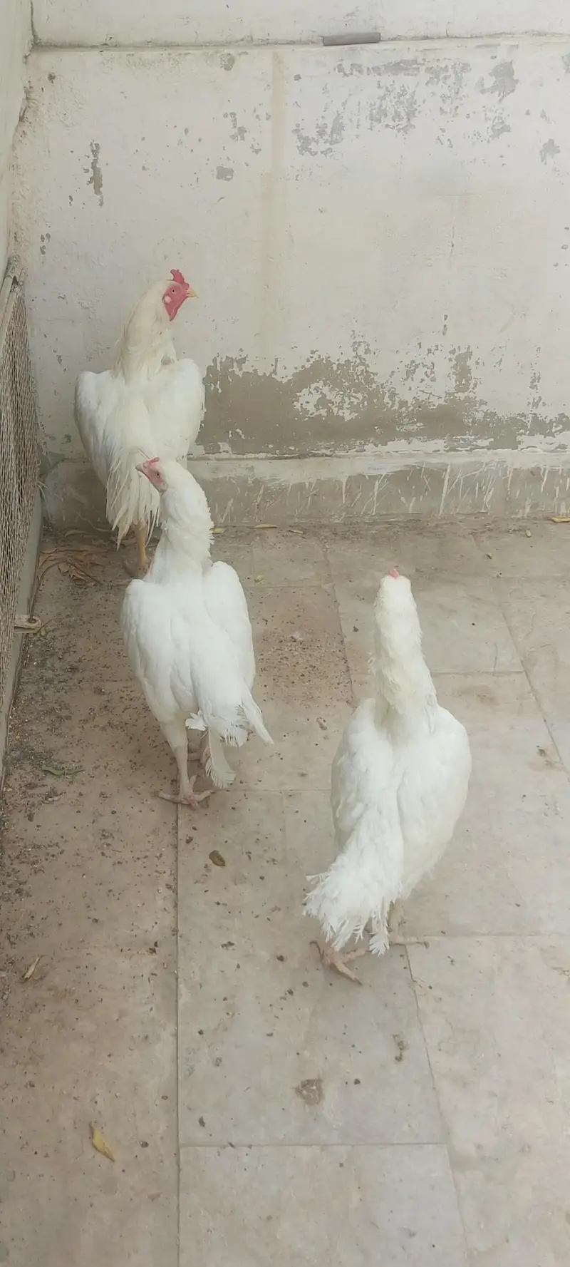 Heera Aseel Trior for sale 15k. active and healthy. — photo 2