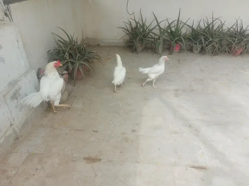 Heera Aseel Trior for sale 15k. active and healthy. — photo 3