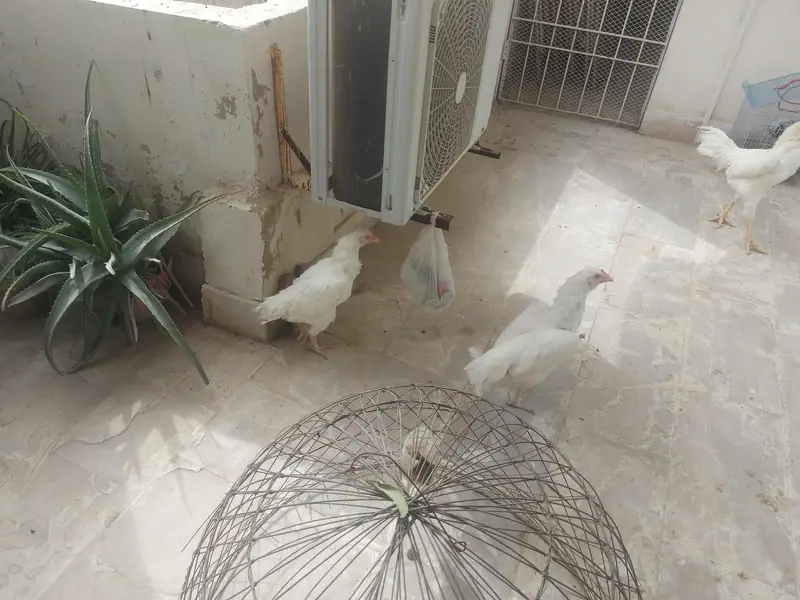 Heera Aseel Trior for sale 15k. active and healthy. — photo 4