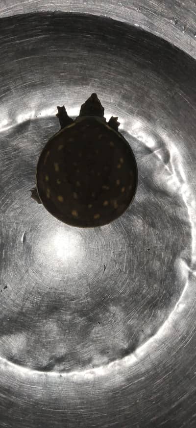 Turtle for sale