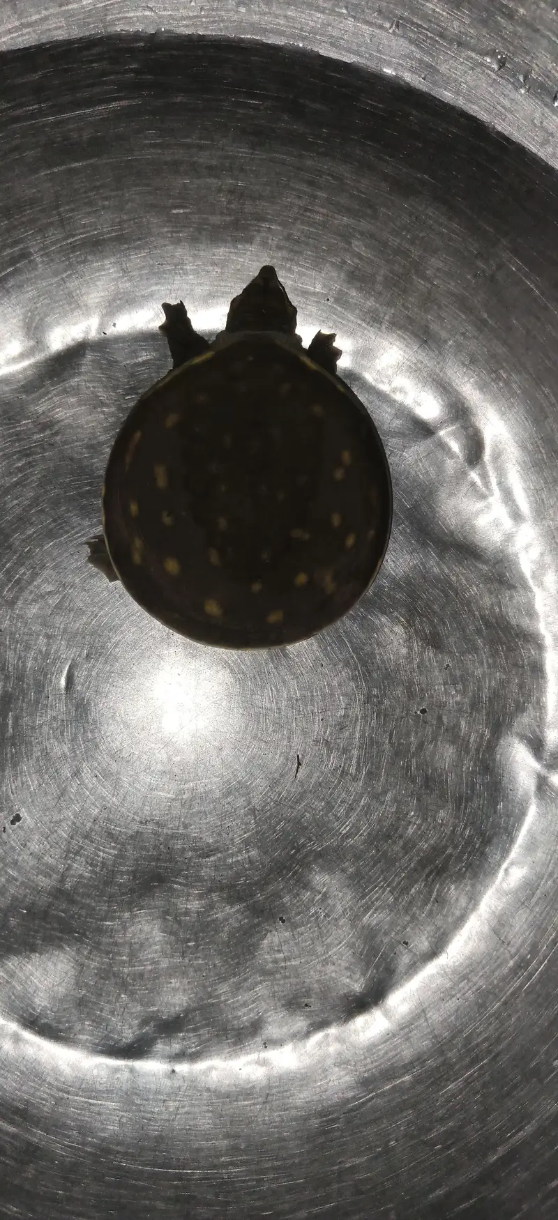 Turtle for sale