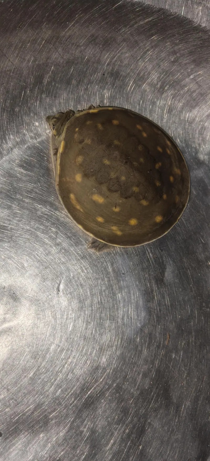 Turtle for sale — photo 2