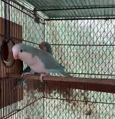 blue monk breeder pairs with dna