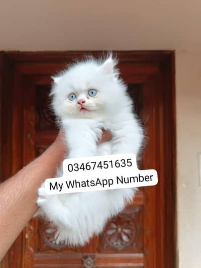 Persian kittens for sale