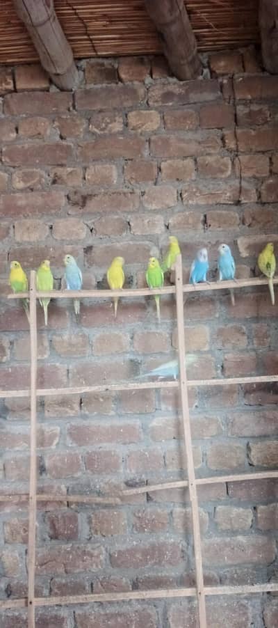parrot for sale