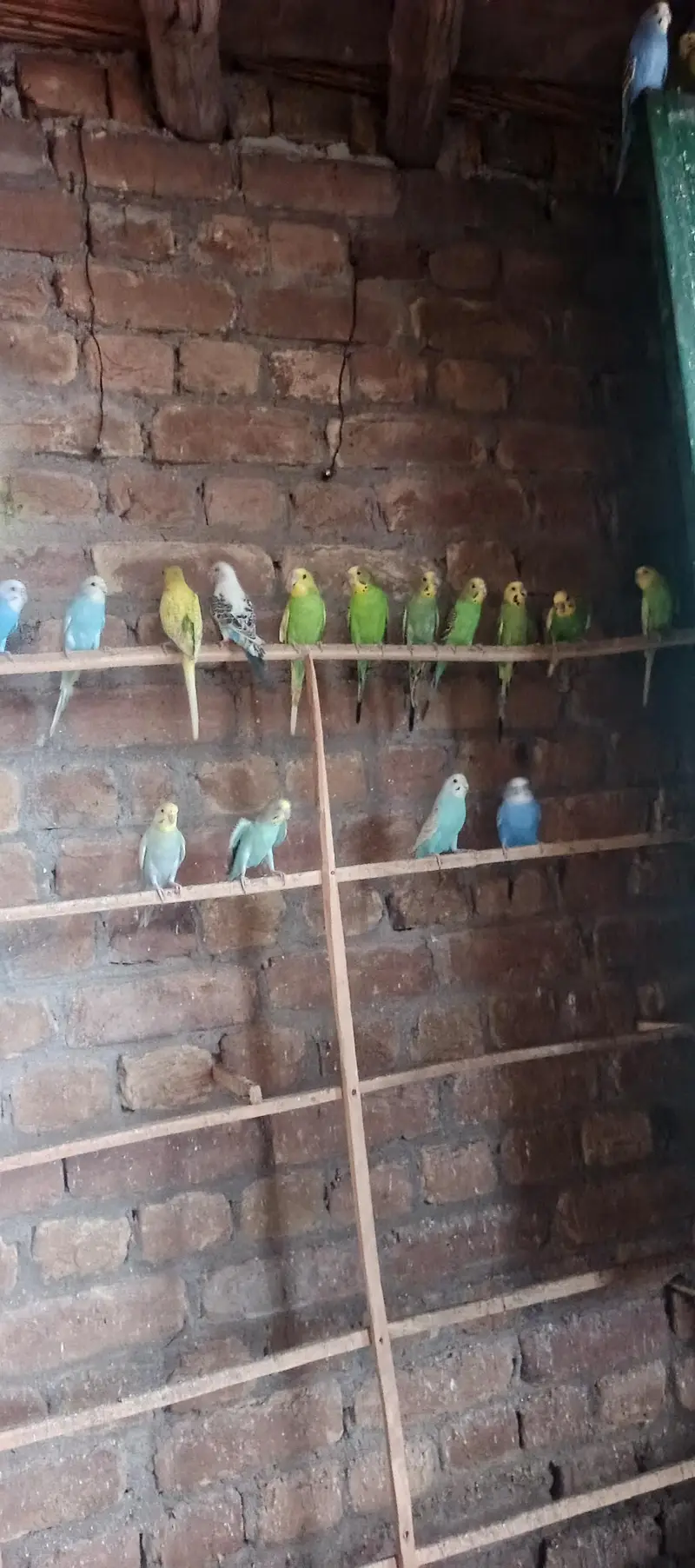 parrot for sale — photo 2