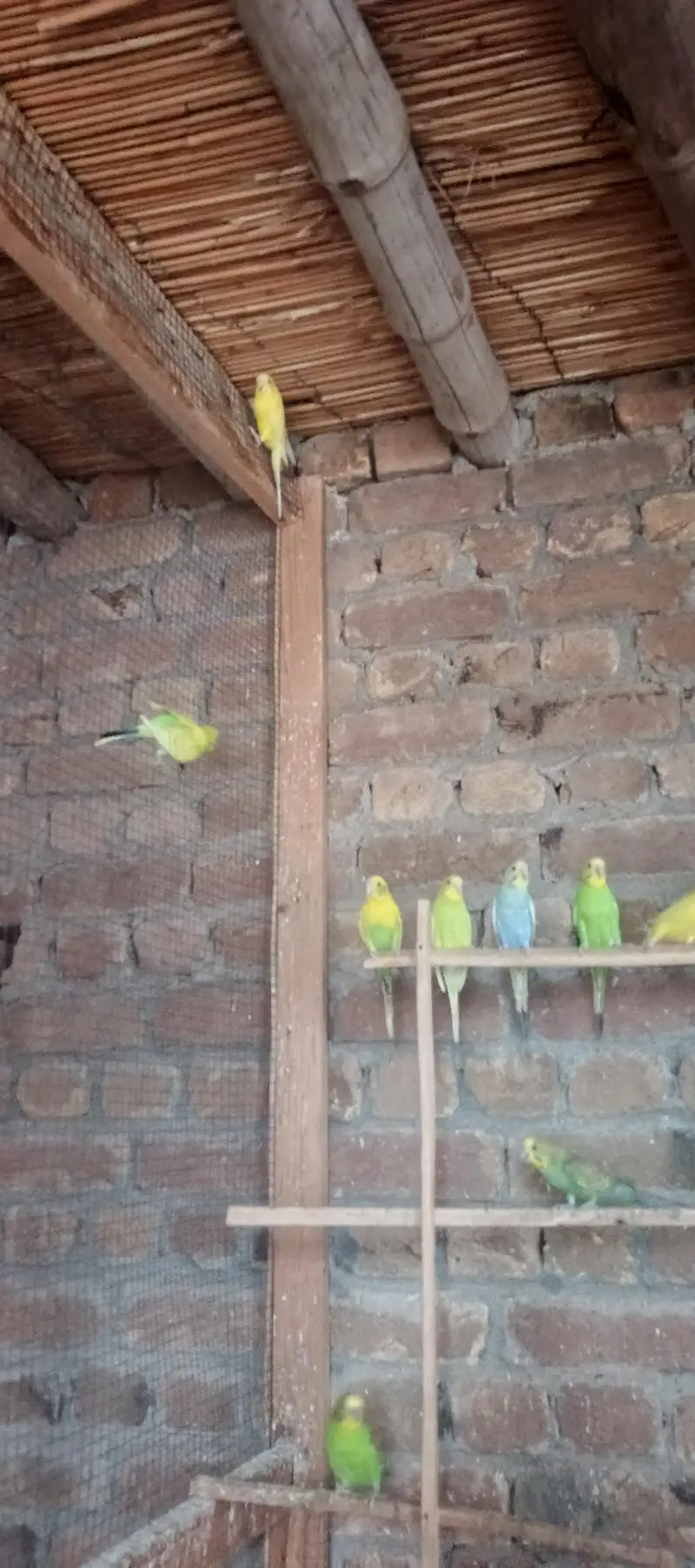 parrot for sale — photo 3