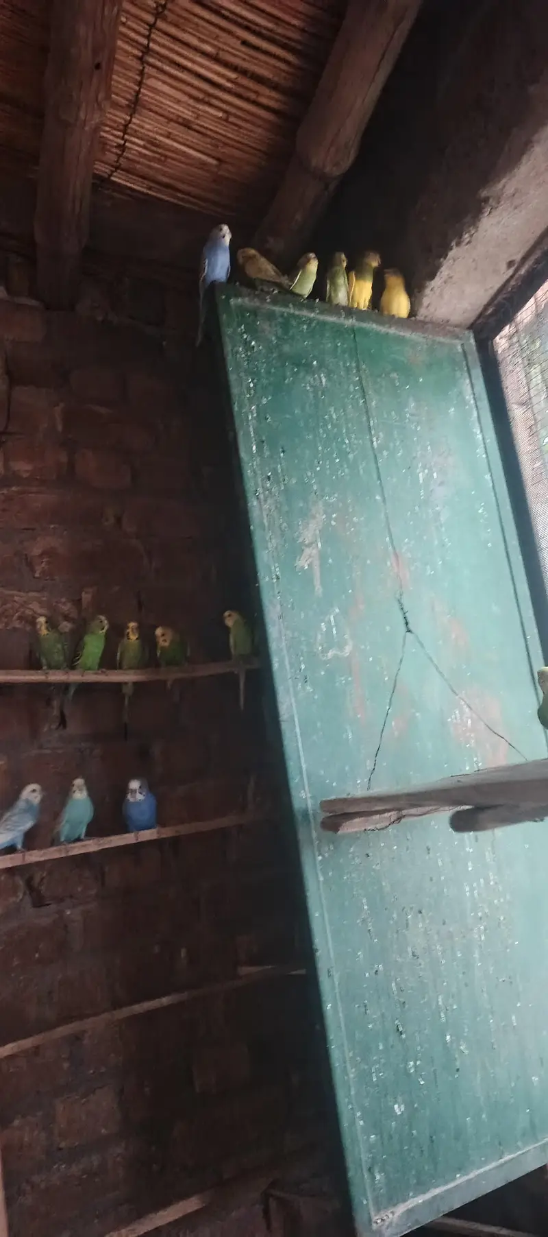parrot for sale — photo 4