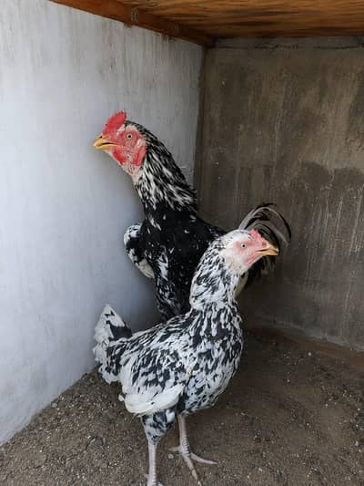 aseel murga  or murgiye for sell most responsible price 03330203898