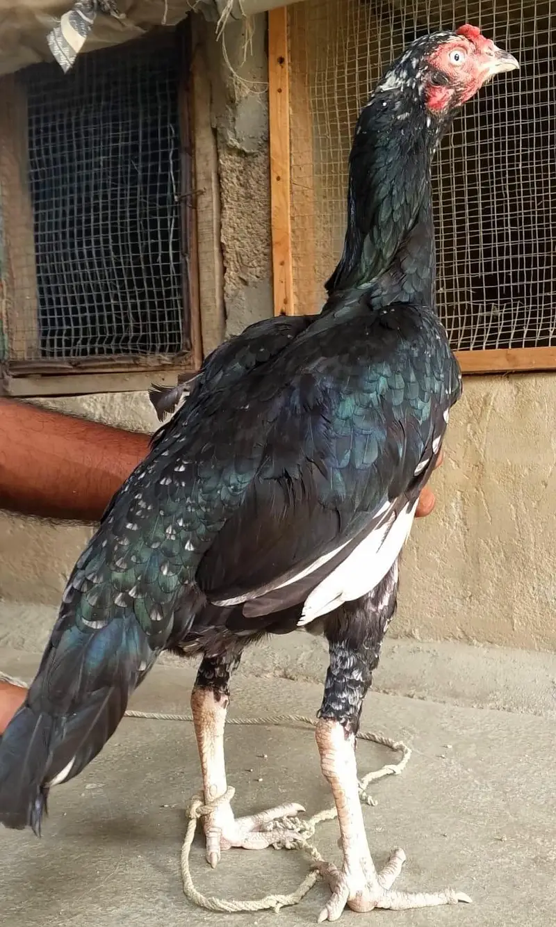 aseel murga  or murgiye for sell most responsible price 03330203898 — photo 2