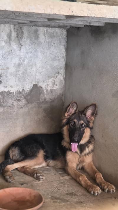 Long coat germen shepherd