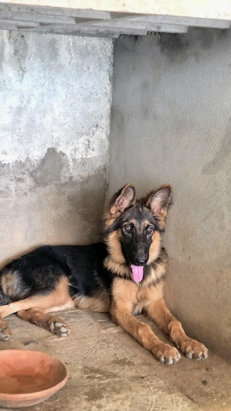 Long coat germen shepherd — photo 2