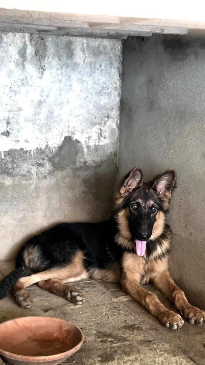 Long coat germen shepherd — photo 3