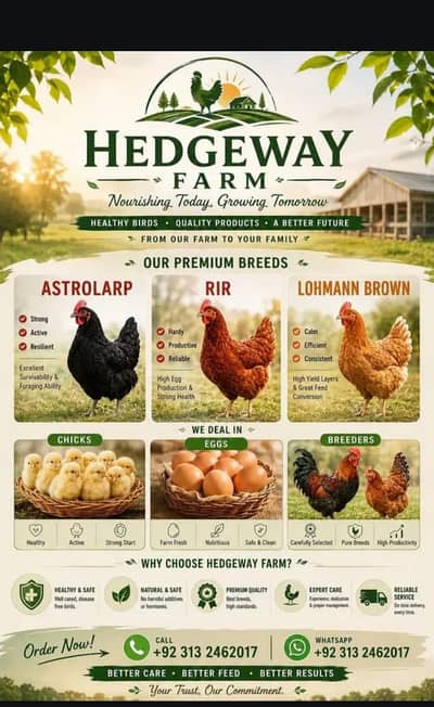 Australorp| RIR | ASSEL | EGG LAYER
