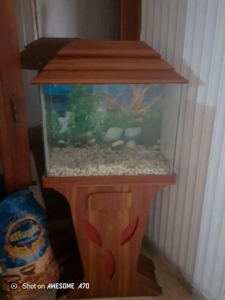 Premium Wooden Aquarium Like New