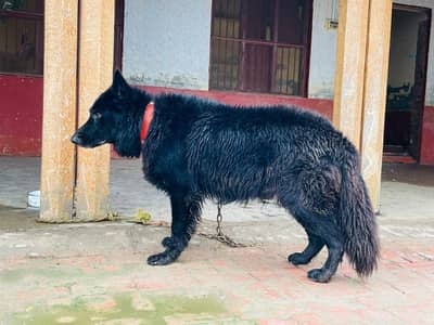 Black shfad not for sale only for stad