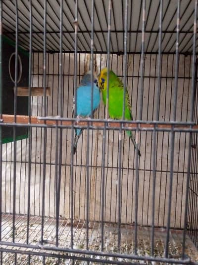 Exhibition Budgie breeder pair and cocktails self chicks.
