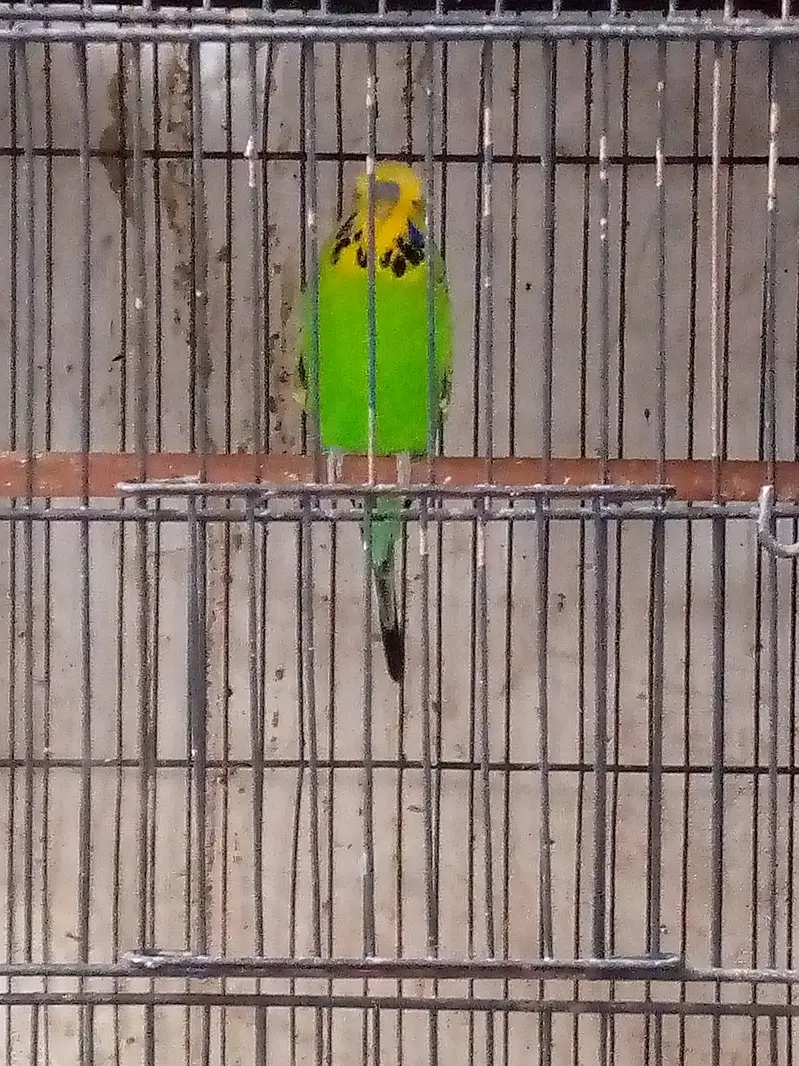 Exhibition Budgie breeder pair and cocktails self chicks. — photo 2