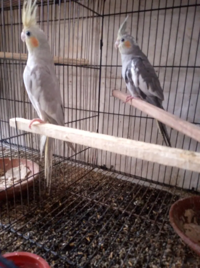 Exhibition Budgie breeder pair and cocktails self chicks. — photo 4